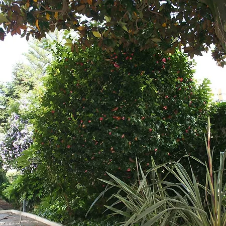 Gardenia Porto Rio Tinto